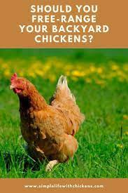 Pin On Backyard Chickens