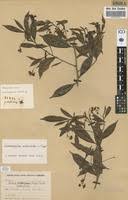 Image result for Rhabdophyllum welwitschii