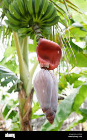 Image result for Musa paradisiaca