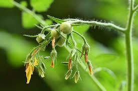 Image result for tomato seedling botrytis