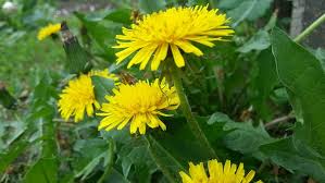 Zevenblad kan op verschillende manieren worden bereid. 3x Eetbaar Onkruid En 2 Eetbare Bladeren Eens Iets Anders In Je Salade