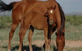 Knowing the property costs before the farmland auction is essential. Farm Land For Sale In West Texas Lone Star Investments
