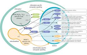 The outer membrane is smooth while the inner mitochondria are a type of organelle present in all of the eukaryotic cells while chloroplast is present only in the green leafy plant, green algae and protists. Linking Mitochondrial And Chloroplast Retrograde Signalling In Plants Philosophical Transactions Of The Royal Society B Biological Sciences