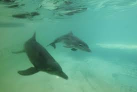 Dalam kajian nya, apabila ada seseorang yang mengalami mimpi ini sering dikaitkan dengan suasana hati. Begini Proses Pengembangbiakkan Lumba Lumba Republika Online