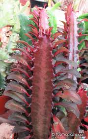 Image result for Euphorbia tholicola