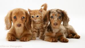 One litter can sometimes produce many different features in pups to the point that they can hardly be associated with any of the parental breeds. Pets Dachshund Pups And Ginger Kitten Photo Wp13581