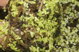 Image result for Lemna aequinoctialis