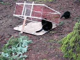 Learn more about different drop trap options! Trapping Feral Cats Avi Youtube