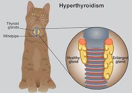 Feline chronic kidney disease in cats. Hyperthyroidism In Cats Pdsa