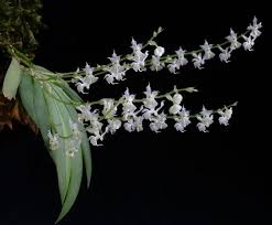 Image result for Ypsilopus erectus