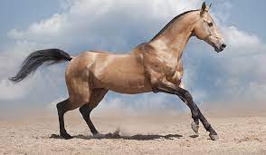 Omul a luat 3 milioane de dolari din marile curse castigate de cal in 2015. Akhal Teke Probabil Cel Mai Frumos Cal Din Lume
