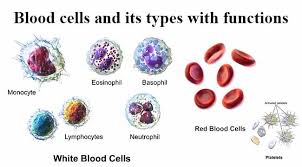 Here you can explore hq red blood cell transparent illustrations, icons and clipart with filter setting like size, type, color etc. Blood Cells And Its Types With Functions