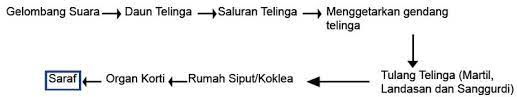 Apa kaitan stroke volume dengan denyut jantung seseorang? Jelaskan Mekanisme Proses Mendengar Pada Manusia Berpendidikan Com