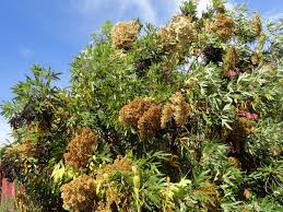 The area that we know as port townsend is the ancestral territory of the s'klallam people, the strong people. Danger Garden Visiting Far Reaches Farm In Port Townsend Wa