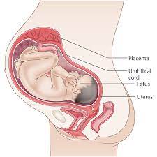 Fetal growth chart the children s happiness guide. 34 Weeks Pregnant Raising Children Network