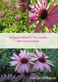 Pin On Organic Gardening