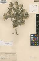 Image result for Dicoma anomala