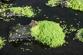 Image result for Centrostachys aquatica