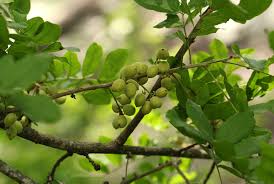 Image result for Lecaniodiscus