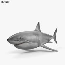 3d Model Of Great White Shark Hd In 2020 Great White Shark White Sharks Shark Pictures