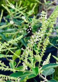 Image result for Lannea virgata