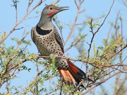 The experience has been described as hypnotic or hallucinogenic. Northern Flicker Ebird