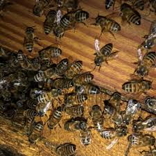 Maybe you would like to learn more about one of these? Better Bee Rescue Orange County Request A Quote 12 Photos Pest Control Santa Ana Ca Phone Number
