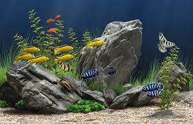 Ikan hias aquarium air tawar tercantik (daftar 11 ikan hias aquarium terbaik). 6 Ikan Hias Air Tawar Untuk Akuarium Kamu Saya Ajarkan