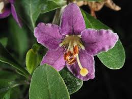 Image result for Lycium