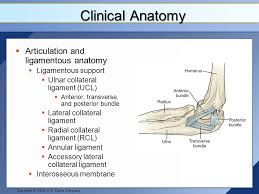 Elbow And Forearm Pathologies Ppt Video Online Download