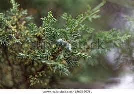 Image result for Juniperus procera