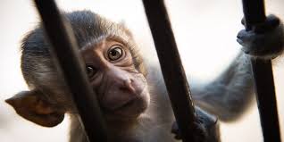 In 2011 A Monkey Was Arrested In Pakistan For Crossing The Border With India The Fact Speak Lopburi Travel Photographer Just Amazing