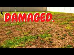 When should i apply a weeed&feed product? What Happens W Too Much Weed And Feed Youtube