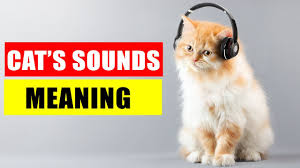 She's been doing it all day for a long long time and i just want to make sure she isn't hurtbig trill! 8 Sounds Cats Make And Their Meanings Understand Your Cat Better Youtube