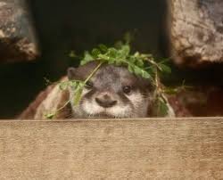 In Otter News
