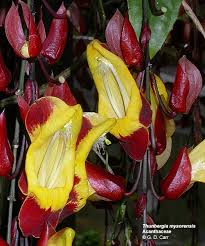 Image result for Acanthaceae