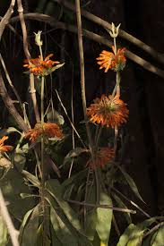 Image result for Leonotis decadonta