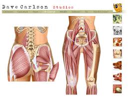 Pin Von Laura S Stores Auf Musculature Huftschmerzen Physiotherapie Schmerz