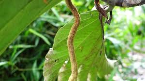 Image result for Mucuna poggei
