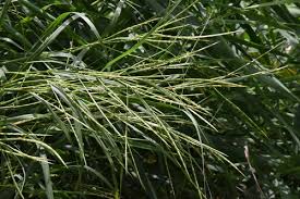 Image result for Hemarthria natans