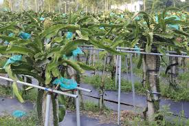 Make sure you sprinkle the soil with a small amount of water. Dragon Fruit Plant Care Guide On How To Grow Dragon Fruit
