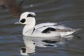 Baby Black And White Duck Breeds 14 Unbelievable Wild Duck Species Duck Species Wild Duck Beautiful Birds