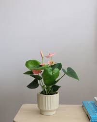 Image result for Anthurium andraeanum