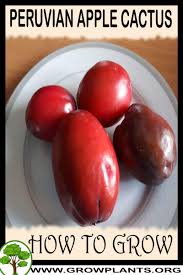 Growing cactus from seeds and cuttings. Peruvian Apple Cactus How To Grow Care