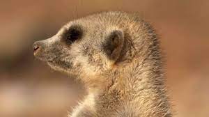 The best animals pictures & videos ©all rights belong to their respective owners. Animal Definition Types Facts Britannica
