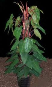 Philodendron Erubescens Red Emerald Aroid Climbing Philodendron Foliage Plants Plant Decor