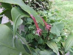 How To Make Night Blooming Cereus Bloom Diy