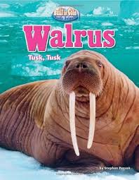 Walrus: Tusk, Tusk (Built for Cold: Arctic Animals): Person, Stephen:  9781617721335: Amazon.com: Books