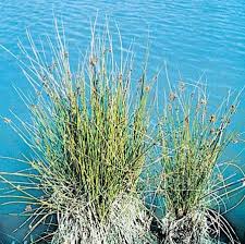 Image result for Schoenus