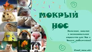 mokryj nos on instagram podpisyvajtes ne propustite podarki i konkursy zoomagazinkiev zootovaryukraina mokryjnos v 2020 g zootovary podarki